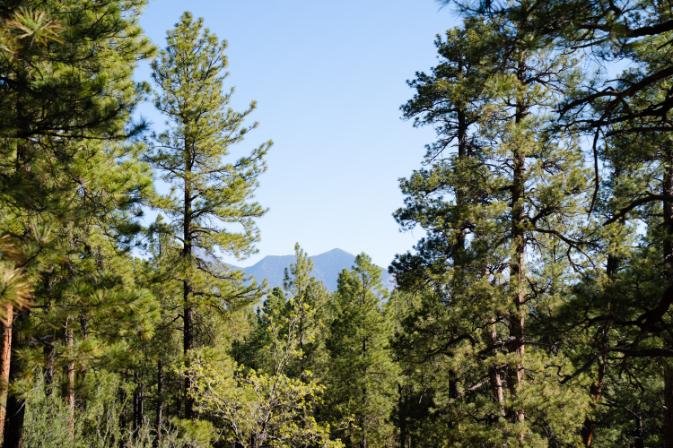 Flagstaff AZ